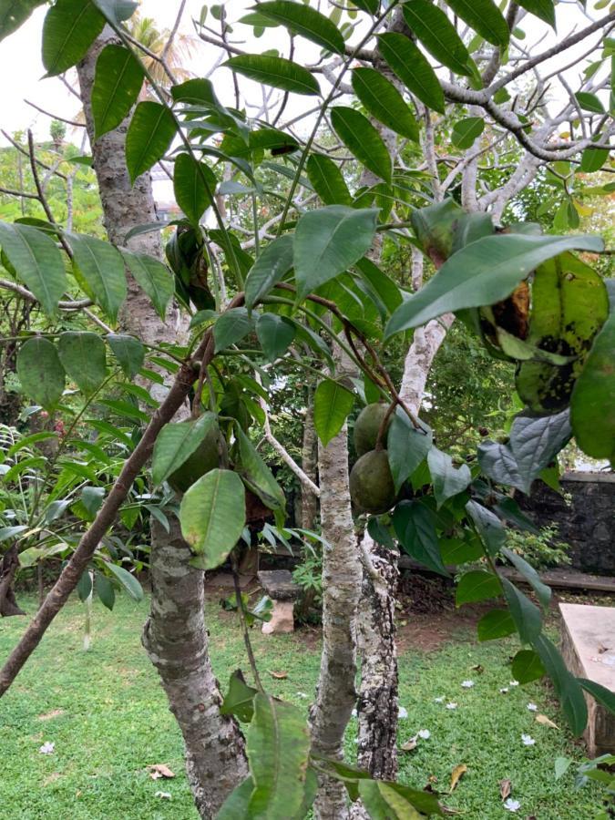 Lali Villa & Fruit Garden Galle Eksteriør billede