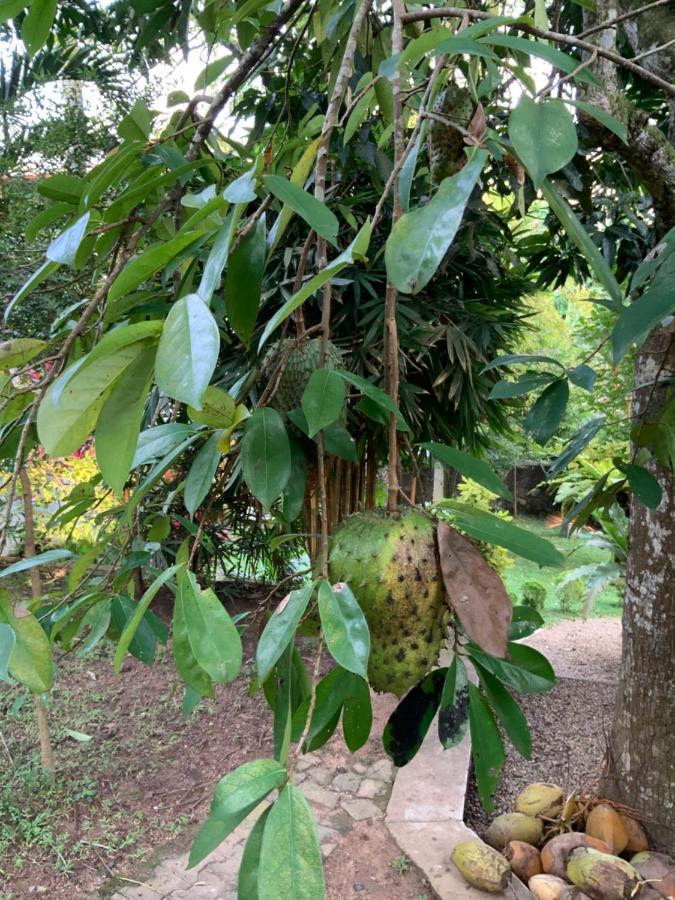 Lali Villa & Fruit Garden Galle Eksteriør billede