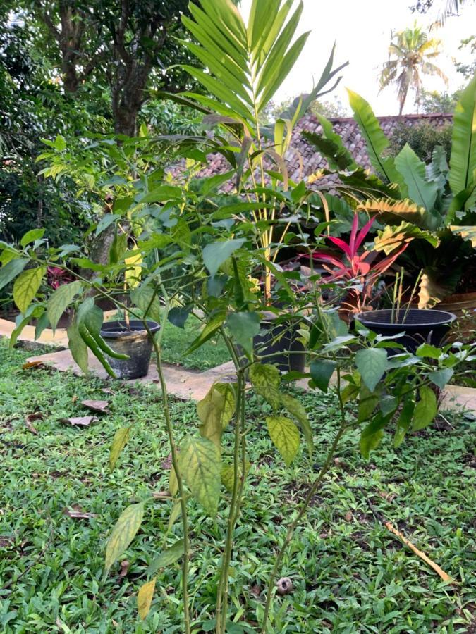 Lali Villa & Fruit Garden Galle Eksteriør billede