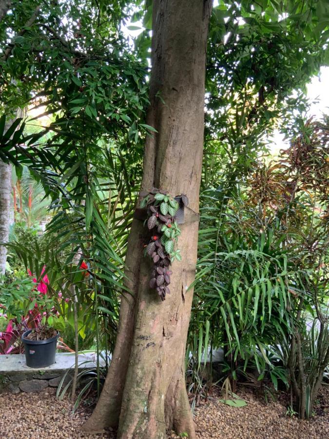 Lali Villa & Fruit Garden Galle Eksteriør billede